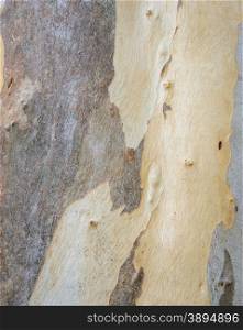 Background of Eucalyptus tree bark texture