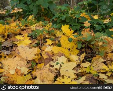 Background of fallen autumn leaves.