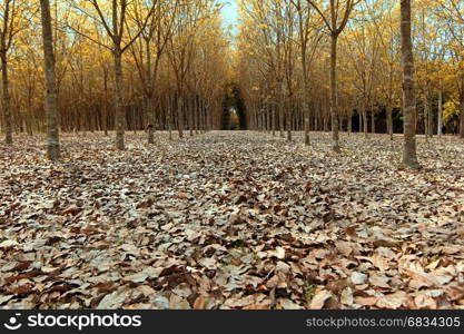 background of fallen dried leaves in forrest
