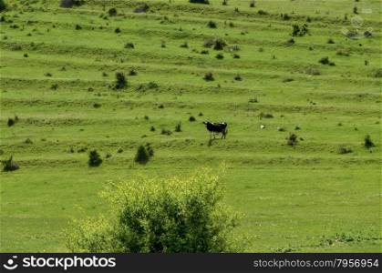 Background of field with grass and trees, Zavet, Bulgaria