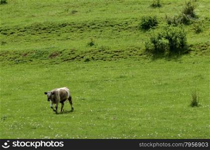 Background of field with grass, cow-man and trees, Zavet, Bulgaria