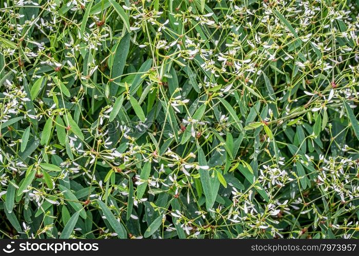 background of flowering Glamour euphorbia plant with white delicate flowers