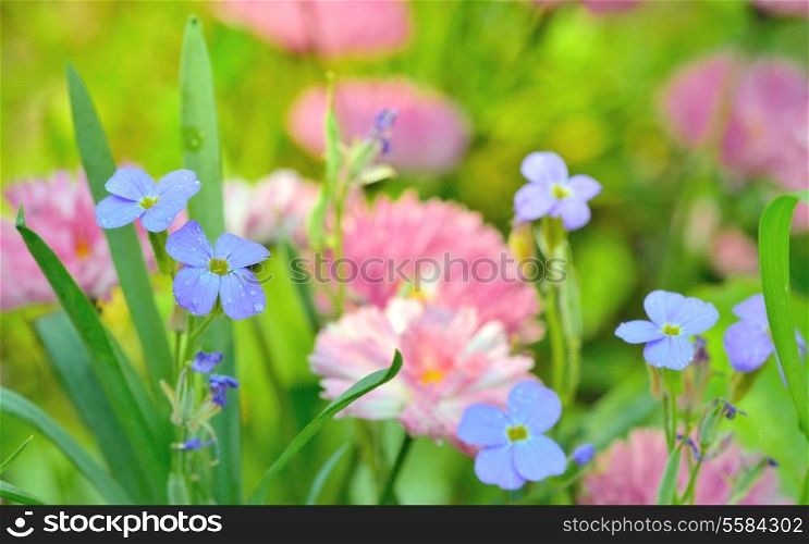 Background of Flowers Field, close up on flower