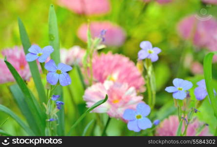 Background of Flowers Field, close up on flower