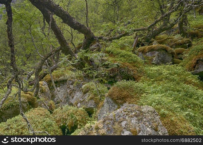 background of forest with green moss and other vegetation between the woods