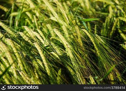 Background of fresh and sunlit barley corn field