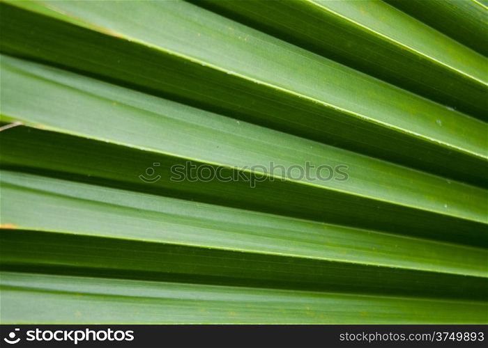 Background of fresh green leaves in the shape of a straight direction.
