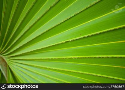 Background of fresh green leaves in the shape of a straight direction.