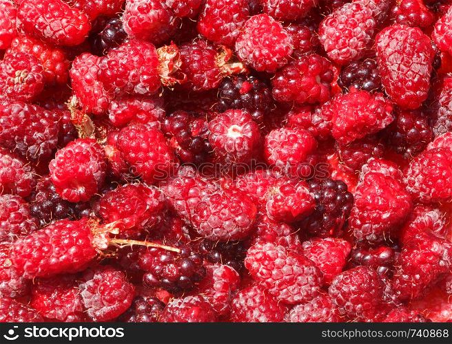 Background of fresh raspberries after harvesting during summer