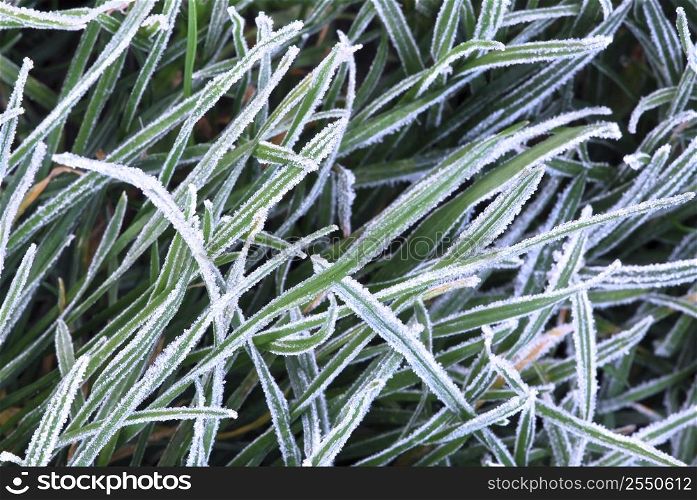 Background of frosty grass blades on a cold fall morning