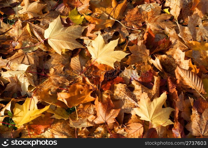 Background of golden autumn leaves.