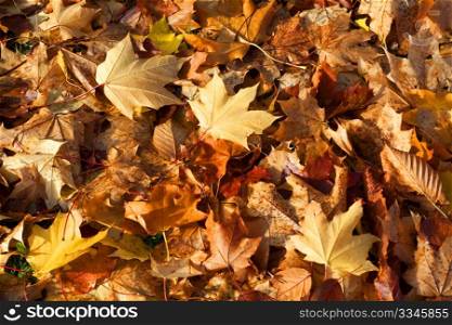 Background of golden autumn leaves.