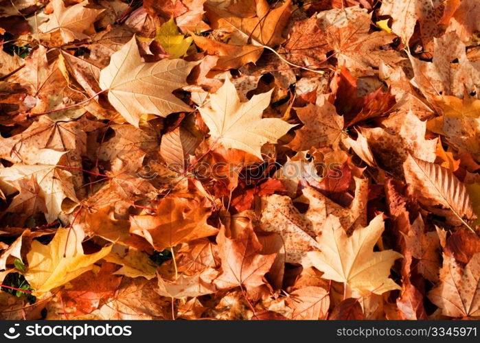 Background of golden fallen autumn leaves.