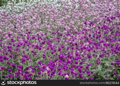 background of gomphrena flowers - purple, pink and white varieties in a garden