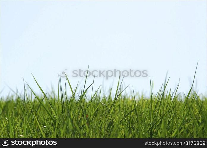 Background of grass and sky