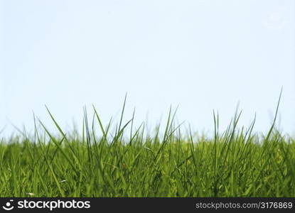 Background of grass and sky
