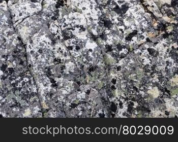 Background of gray rock with lichen in tundra