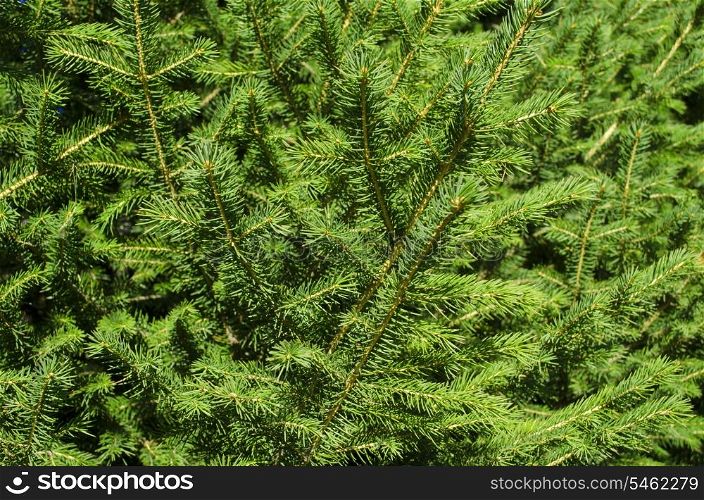 Background of green Christmas tree branches