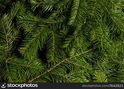 Background of green fir branches for Christmas New Year celebration greeting card design. Background of green fir branches