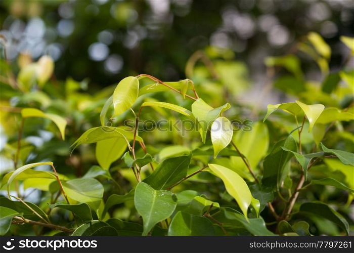 background of green foliage in the park