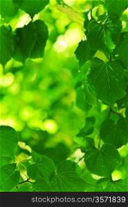 background of green fresh foliage