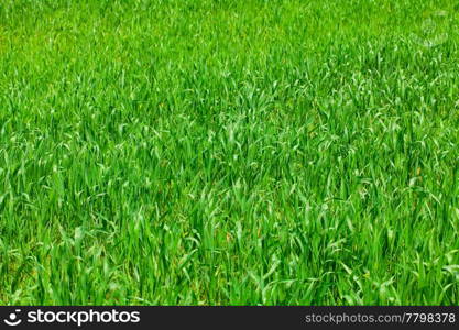 background of green grass