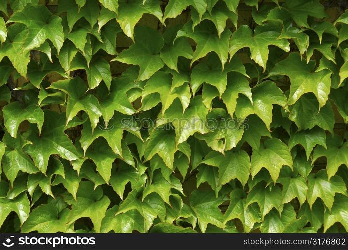 Background of green ivy covering a wall