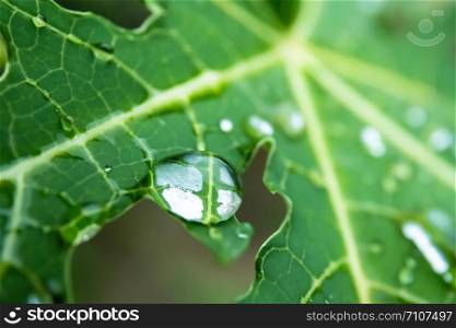 background of green leaf with drop