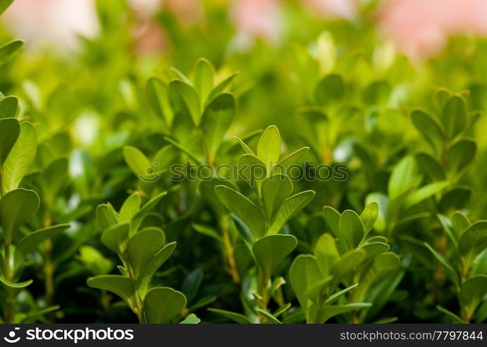 background of green leaves