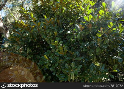 background of green leaves of ficus