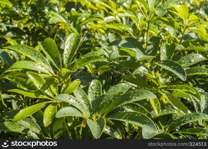 Background of green leaves The concept of nature