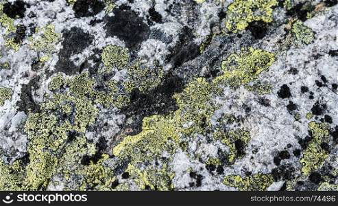 background of green moss on rock. background of moss on rock