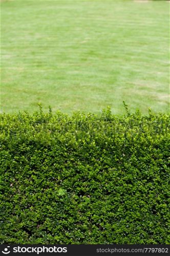 background of green shrubs