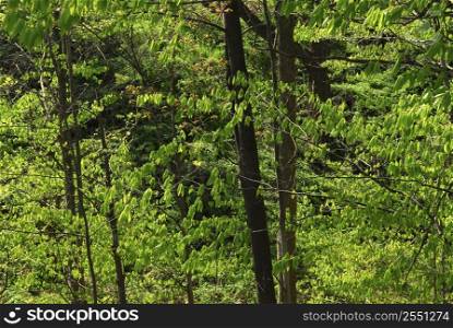 Background of green spring forest backlit by afternoon sun