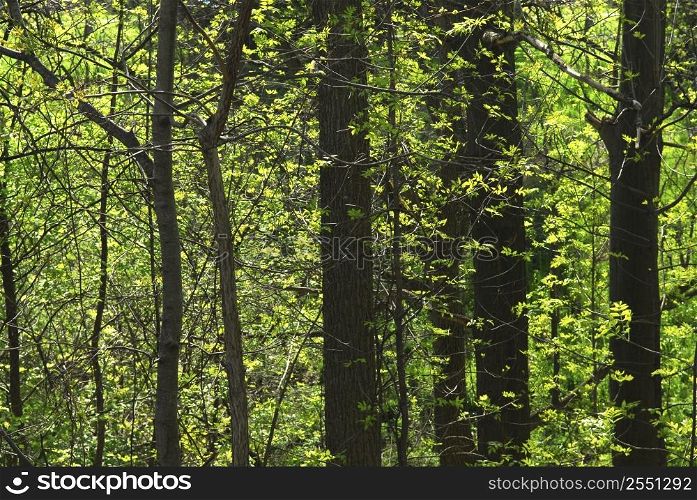 Background of green spring forest backlit by morning sun