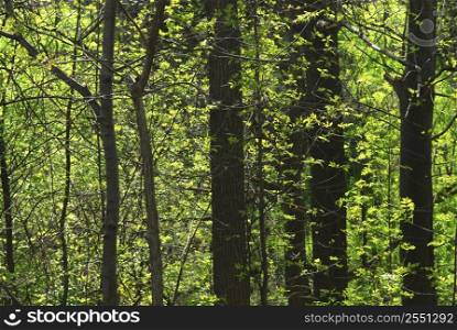 Background of green spring forest backlit by morning sun