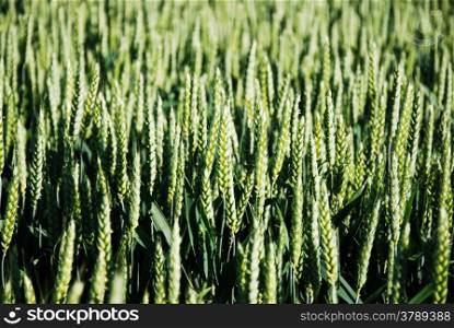 Background of green wheat field close up