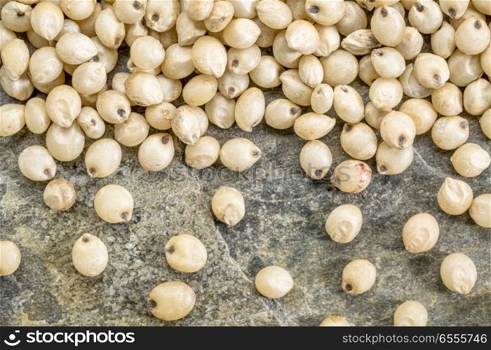 background of healthy, gluten free white sorghum grain on a slate rock