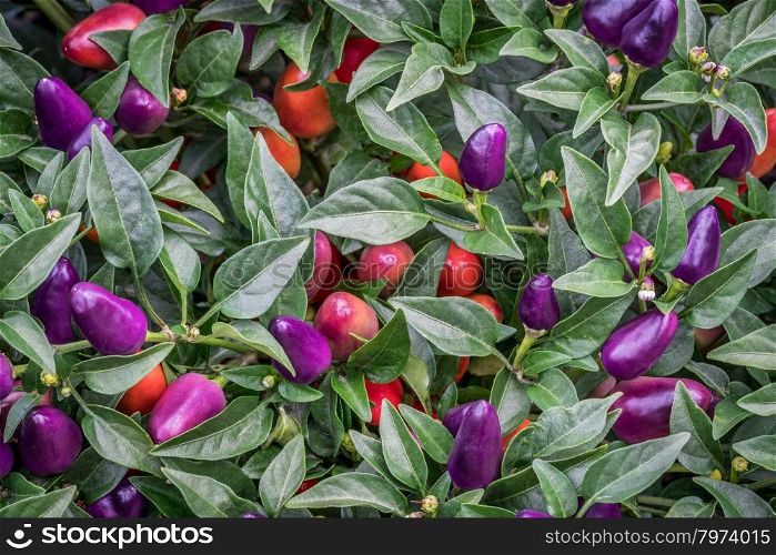 background of hot loco pepper plant in garden, loco is a compact multi branching Chili producing a heavy crop of upright facing vivid purple peppers
