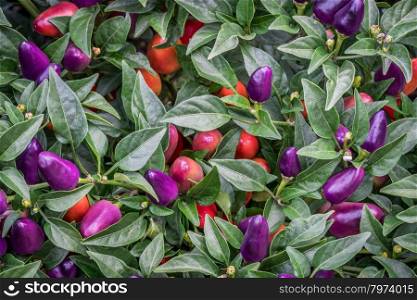 background of hot loco pepper plant in garden, loco is a compact multi branching Chili producing a heavy crop of upright facing vivid purple peppers