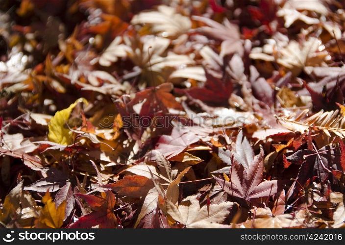 Background of japanese maple leaves in autumn. Background of japanese maple leaves in autumn on the forest floor