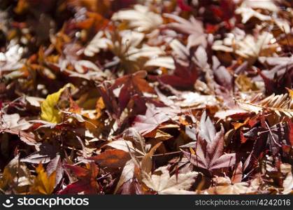 Background of japanese maple leaves in autumn. Background of japanese maple leaves in autumn on the forest floor