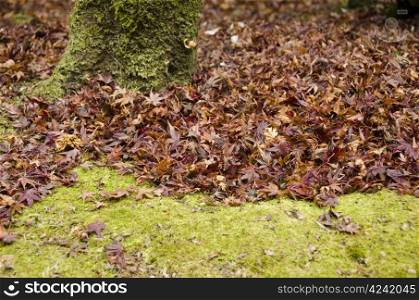 Background of japanese maple leaves in autumn with moss and tree. Background of japanese maple leaves in autumn on the forest floor with moss and tree