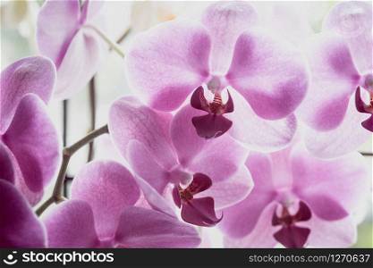 Background of large beautiful orchid flowers of violet color. floral background