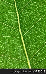 Background of laurel leaf