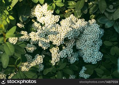 Background of little white flowers blooming bush. Floral background. Background of little white flowers blooming bush