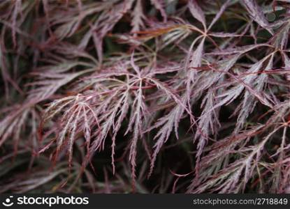 background of long thin purple leafs