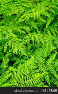 Background of lush bright green fern plants
