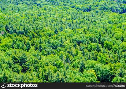 Background of lush green forest viewed from above.