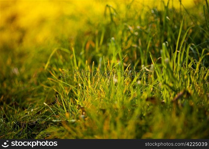 background of lush green grass in the light sun
